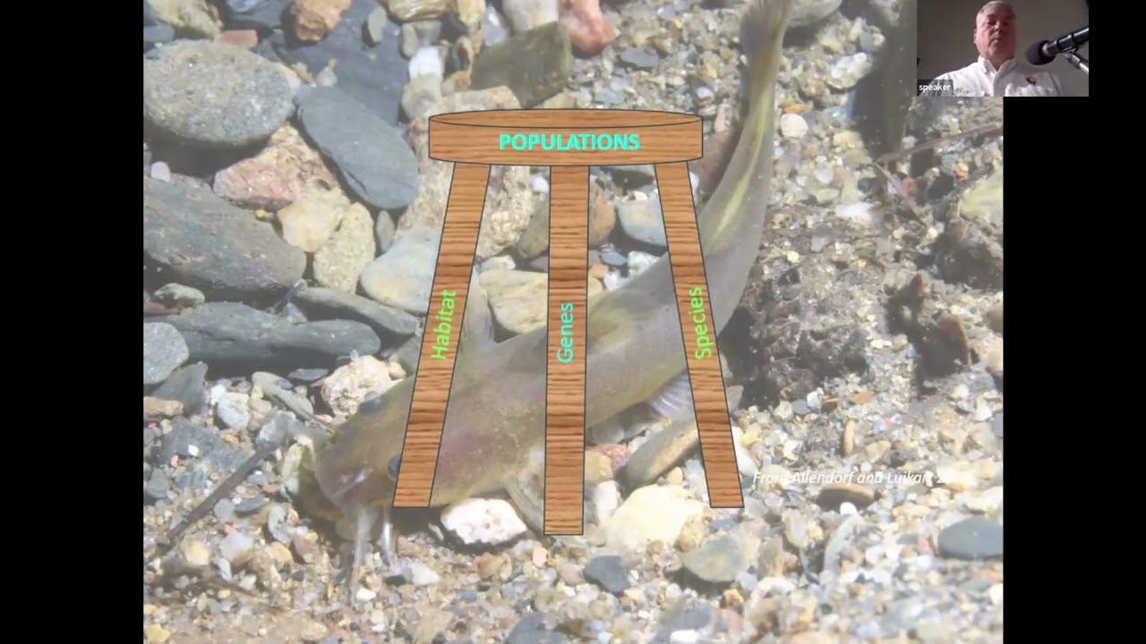 A Stream Come True: Restoring Fish and Mussels in Abrams Creek - Matt Kulp