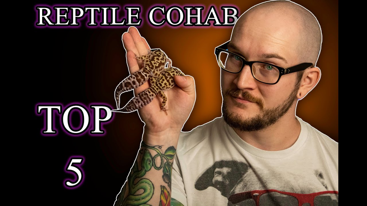 Reptile Cohabitation, The Top 5 Reptiles That Can Cohab Successfully And How To Do It