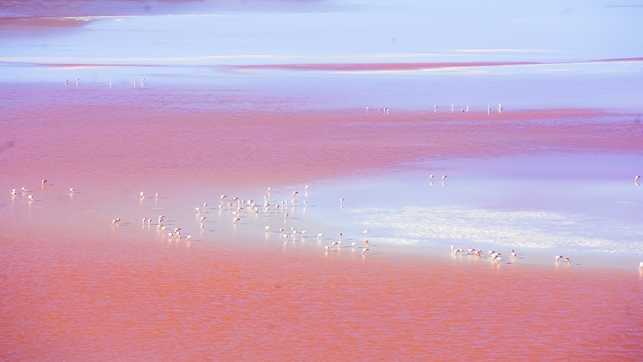 Exploring Salar de Uyuni | Laguna Colorada | Climbing Uturuncu | Bolivia