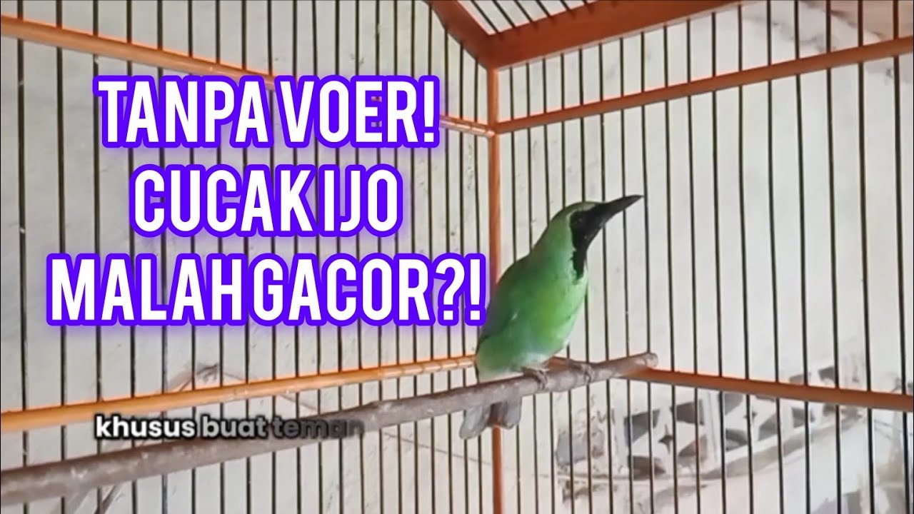 Rahasia Cucak Ijo Gacor Pakai Pisang | Tanpa Voer, Lebih Adem!
