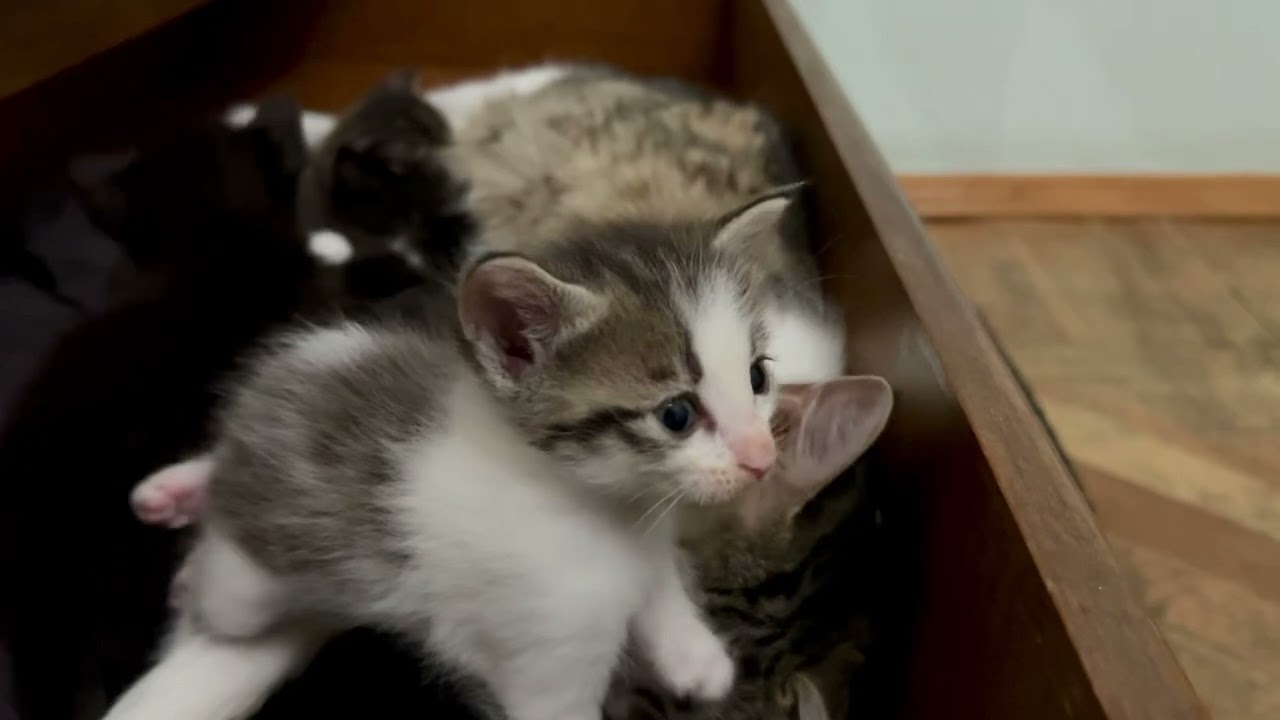 Tiny Tummies Little Paws Kitten | Mother Cat's Love For Her Babies Will make You Feel Emotional