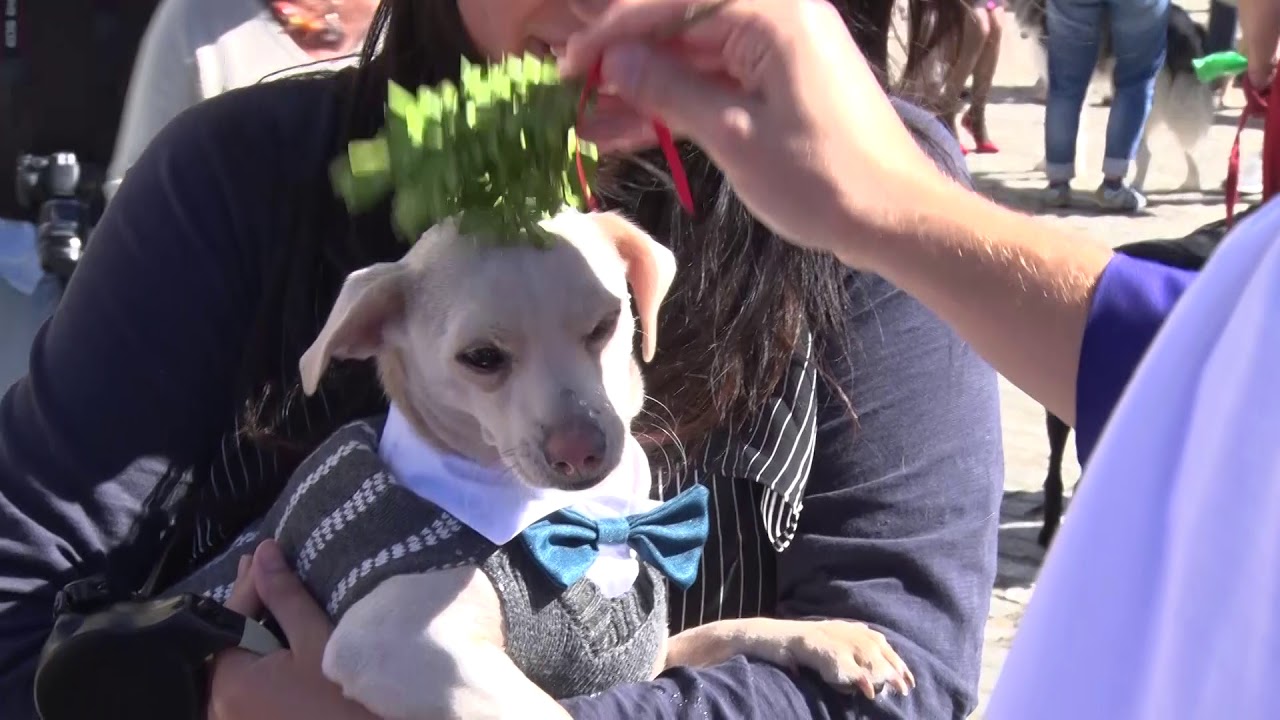 October 1, 2017: Blessing of the Animals at Washington National Cathedral (Recap)