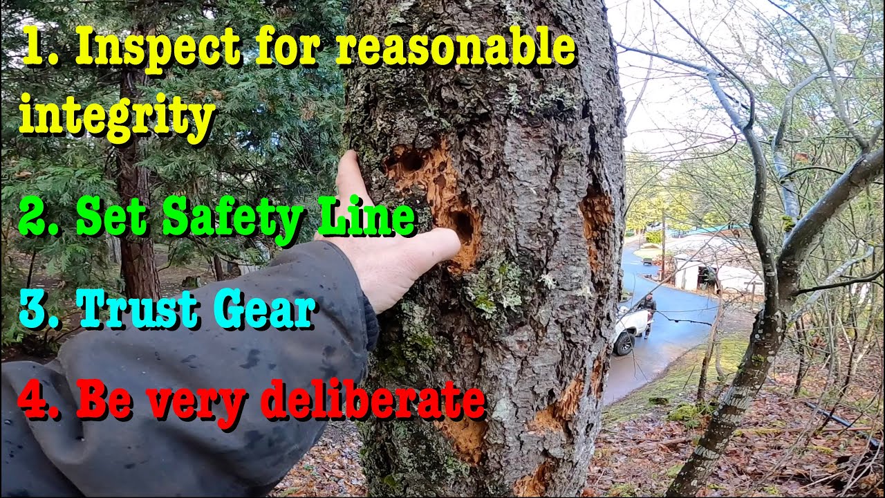 Should it Cost More to Cut a DEAD tree? Not this Time.