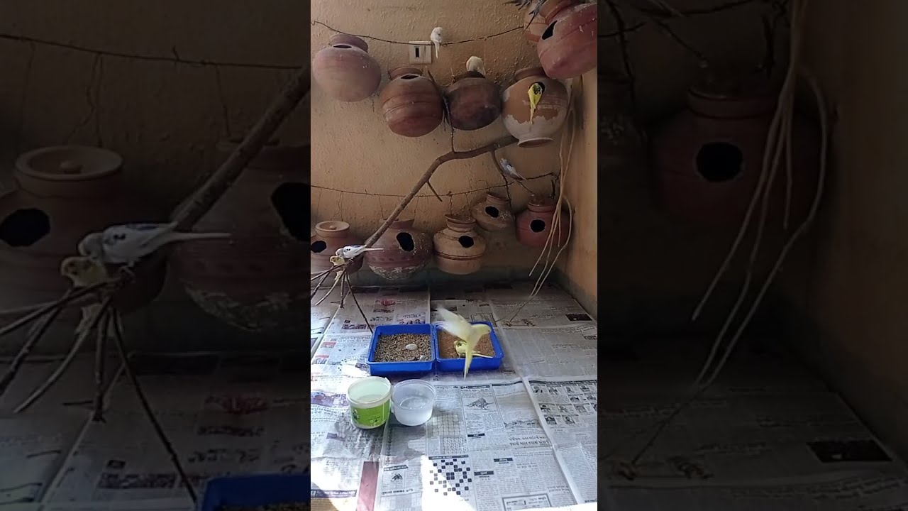 My birds Aviary is live!