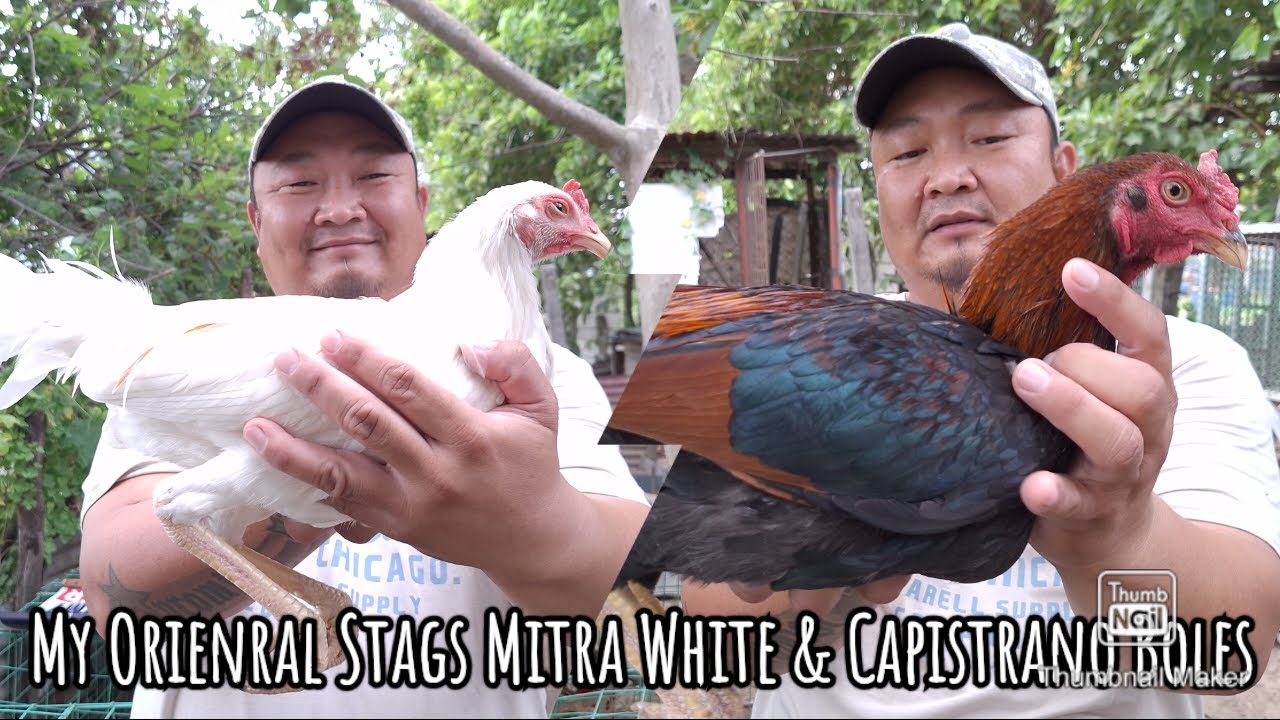 Mitra White and Capistrano Boles Stags