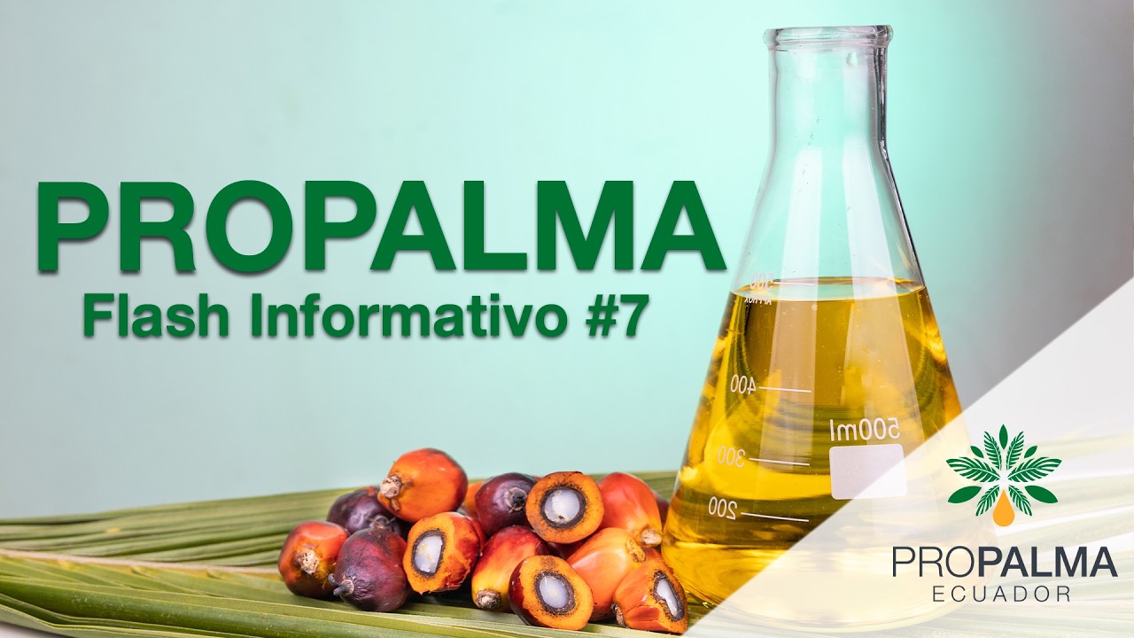 Flash Informativo #07 - Propalma