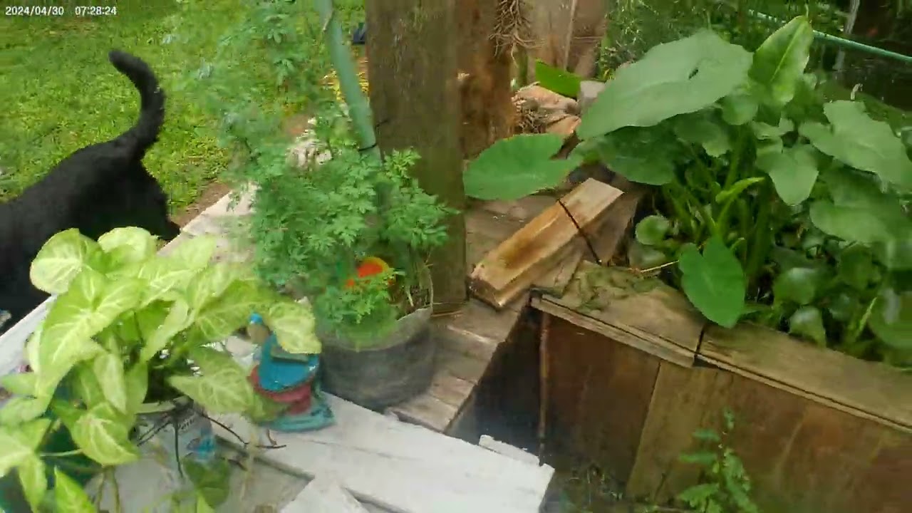 plantas para el estanque