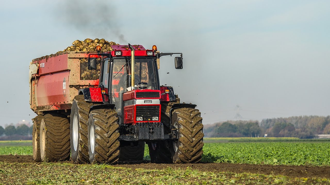 Straight pipe Case IH 1455 XL - Ropa Tiger V8-4 - Beet harvest - Bieten rooien - Rübenernte - 2018