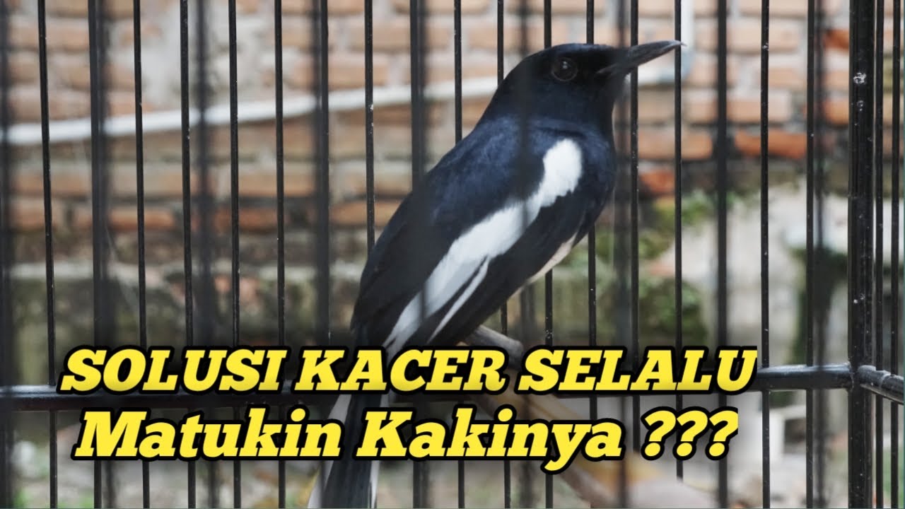 SOLUSI KACER SELALU MATUKIN KAKINYA