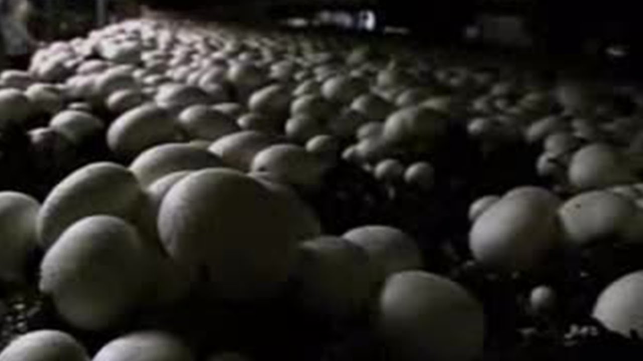 Urban Chef Visits Local Fresh Mushroom Farm | BBC Studios