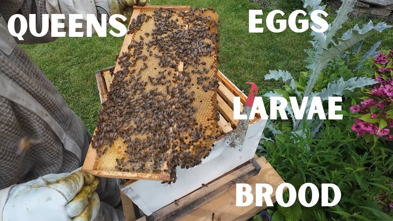june 8th Queens, Eggs, Larvae & Brood
