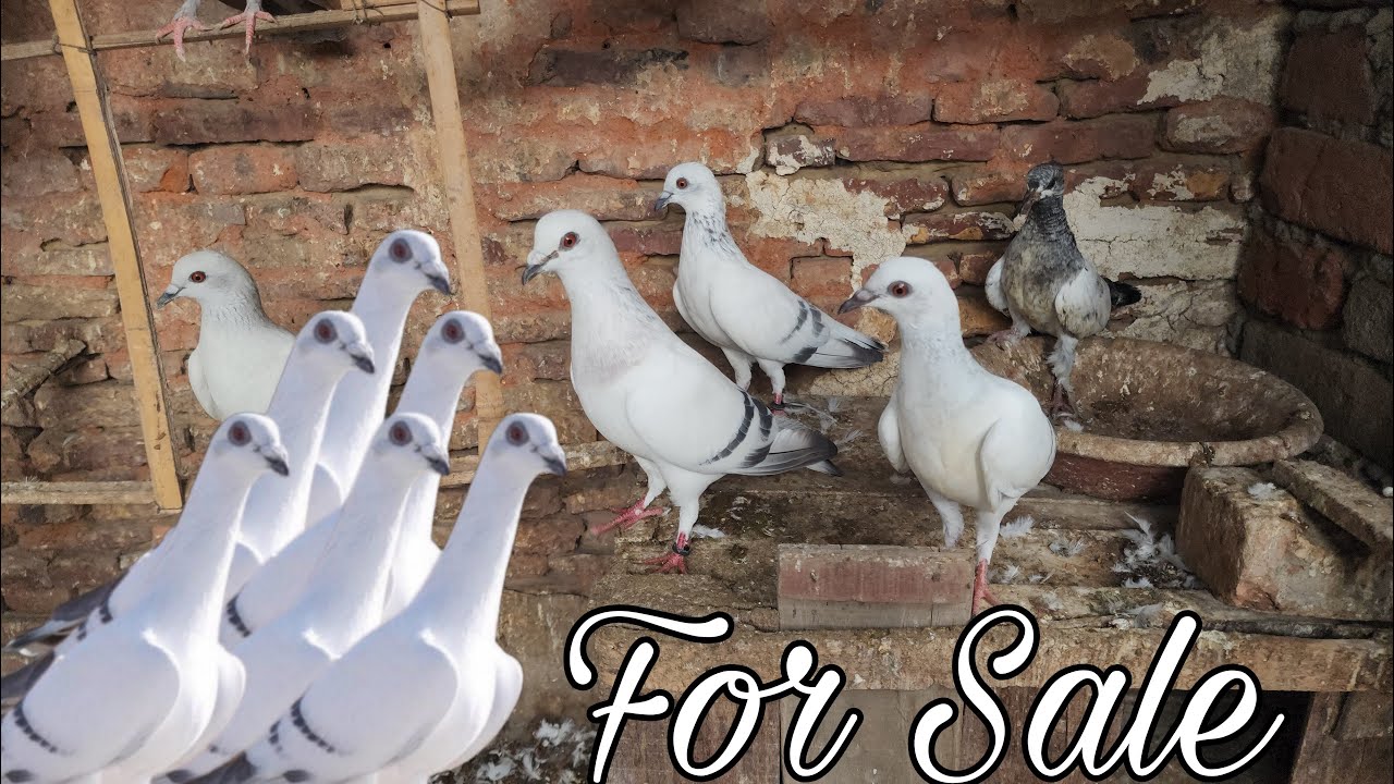हैदराबादी के बच्चे करते हुए जोड़े। Hyderabadi Breeding pair for sale in Amroha. 7818965554