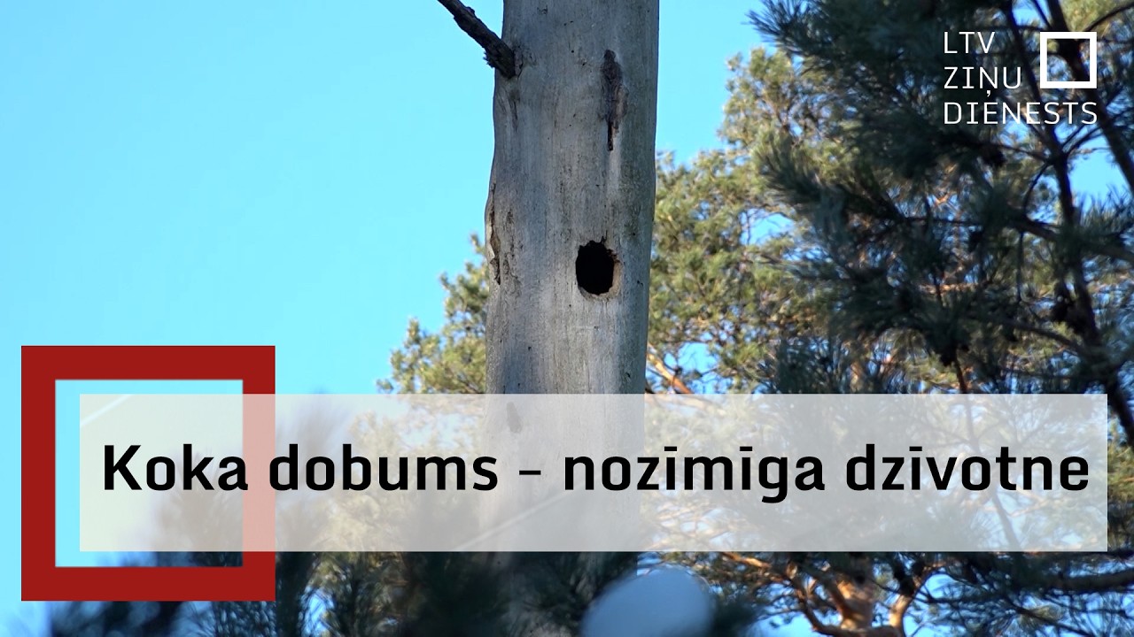 Dabas aizstāvji aicina iedzīvotājus nesteigties ar vecu koku nozāģēšanu pie mājām