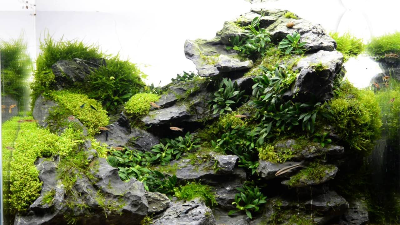 Blue dream - rank 15 EAPLC 2016