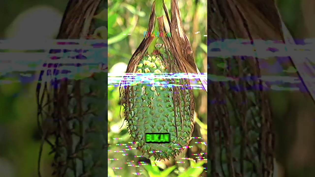 Buah Cangkuang: Buah Langka Khas Indonesia! #Shorts