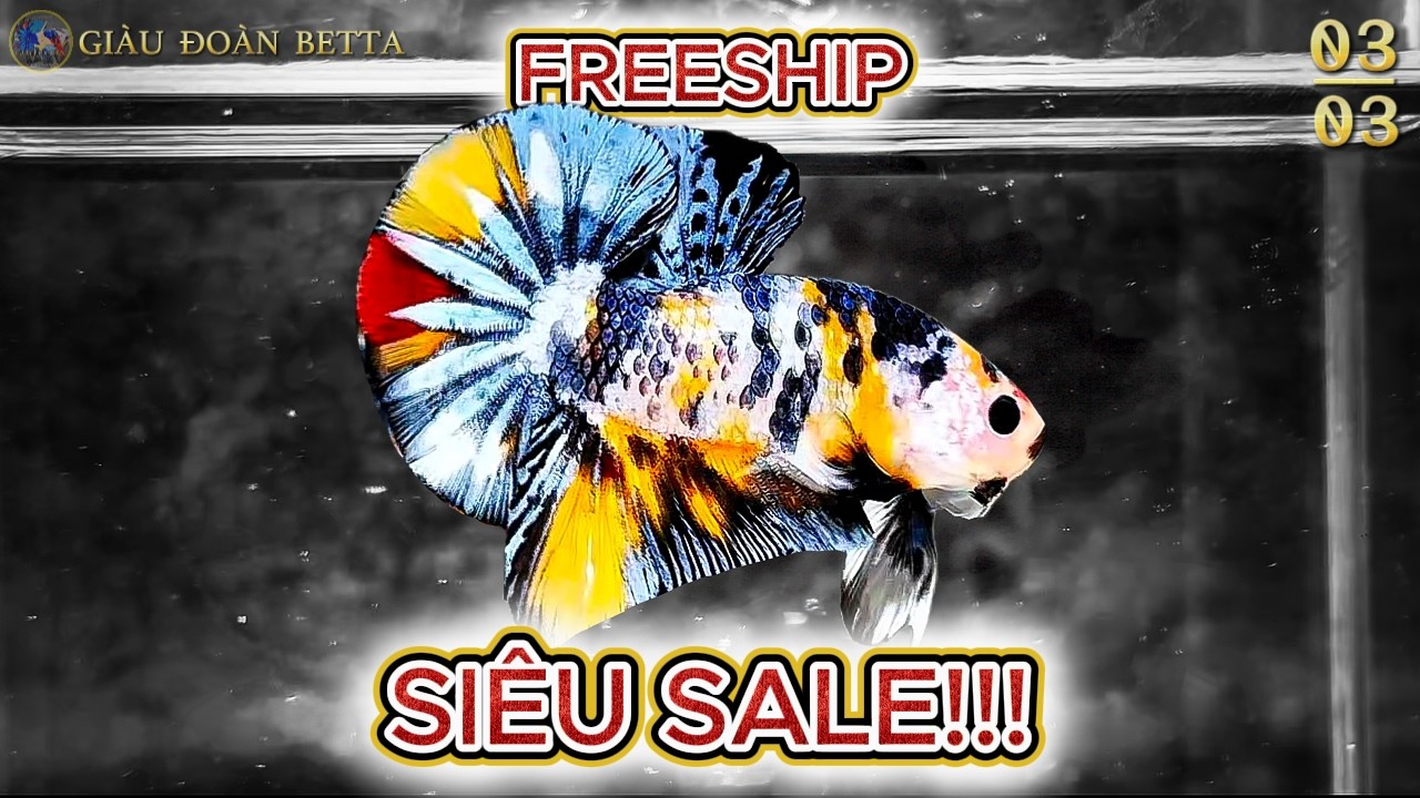 Đợt Cá Betta Ngày 03/03 / Chủ Đề Là SIÊU SALE - KOI NEMO AND METALIC.!!! / Tặng Cá Betta VIP.!