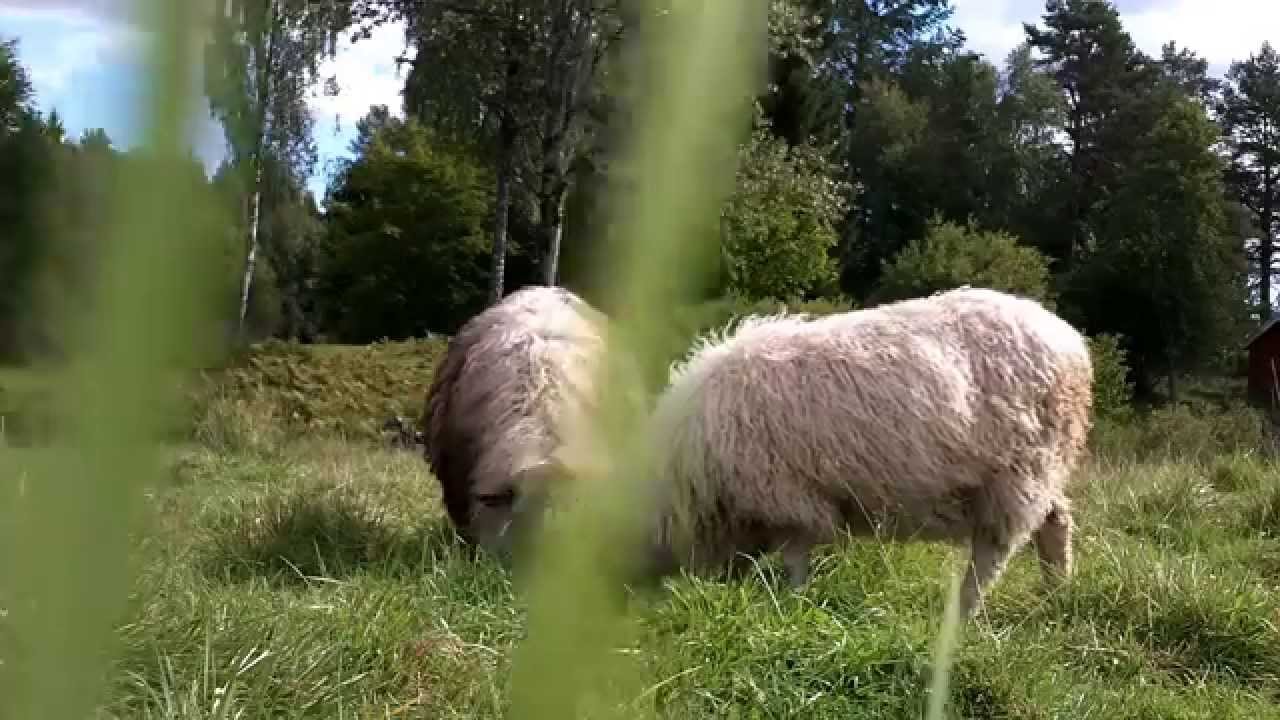 Schwarzköpfiges Fleischschaf (2014)