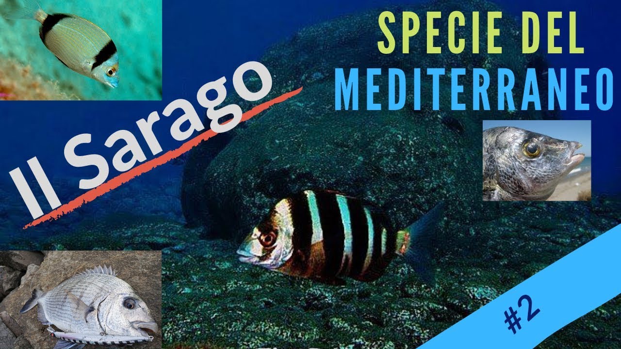 SARAGO-#2- Le specie del Mediterraneo