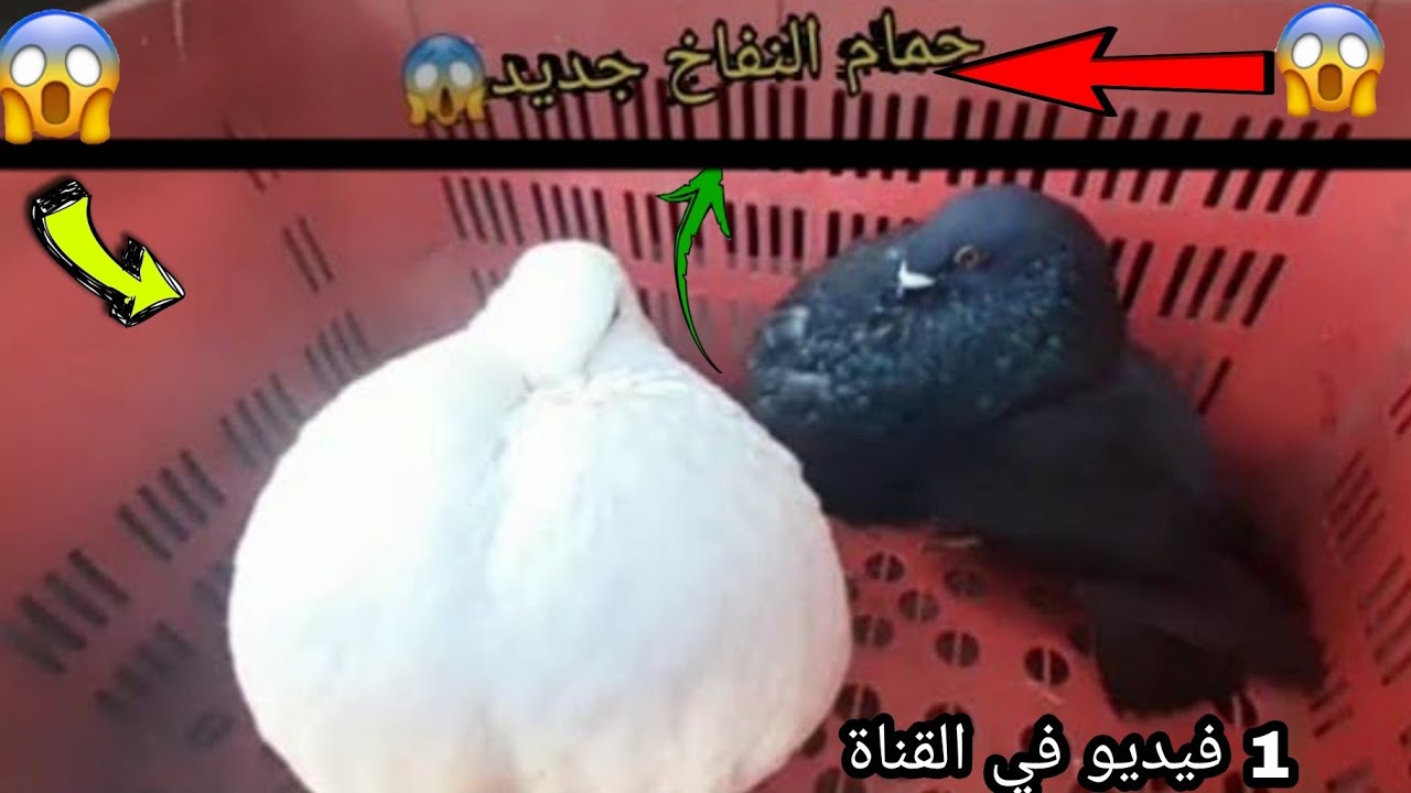 بداية تربية حمام الزينة 🕊
