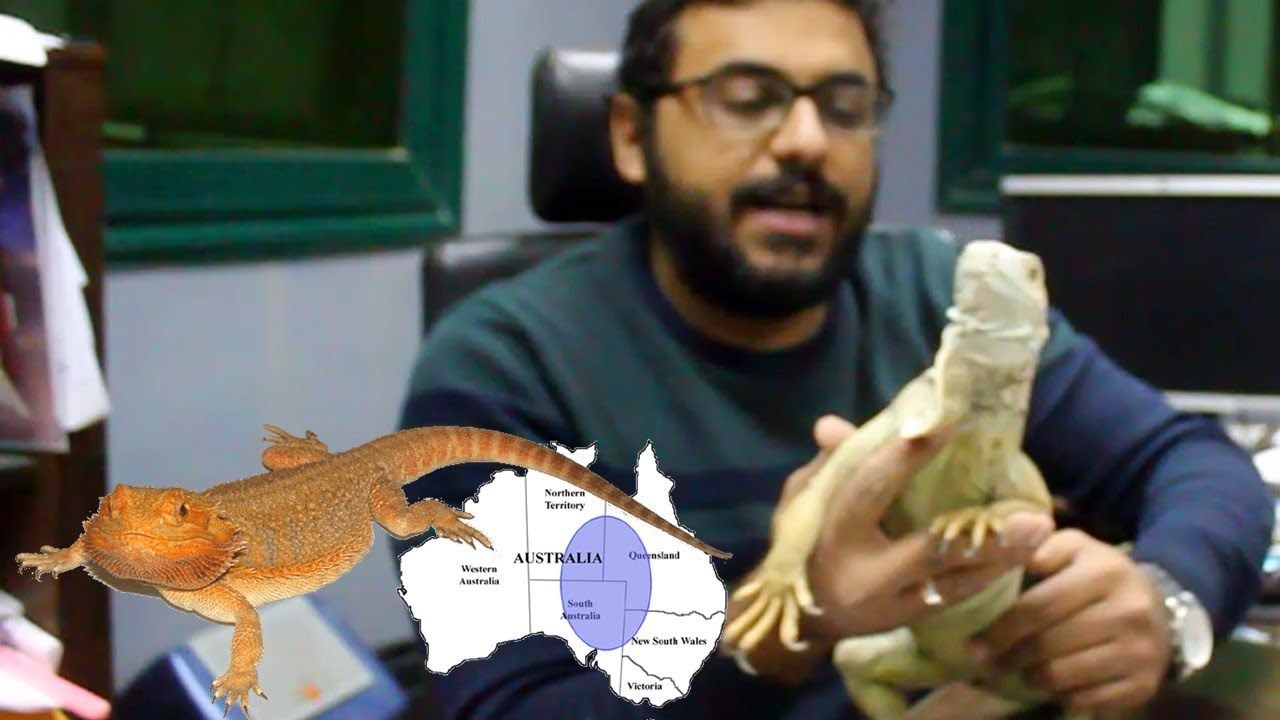 إيجوانا ولا تنين ملتحي !!!   احسن للتربية في البيت  Iguana VS Bearded Dragon