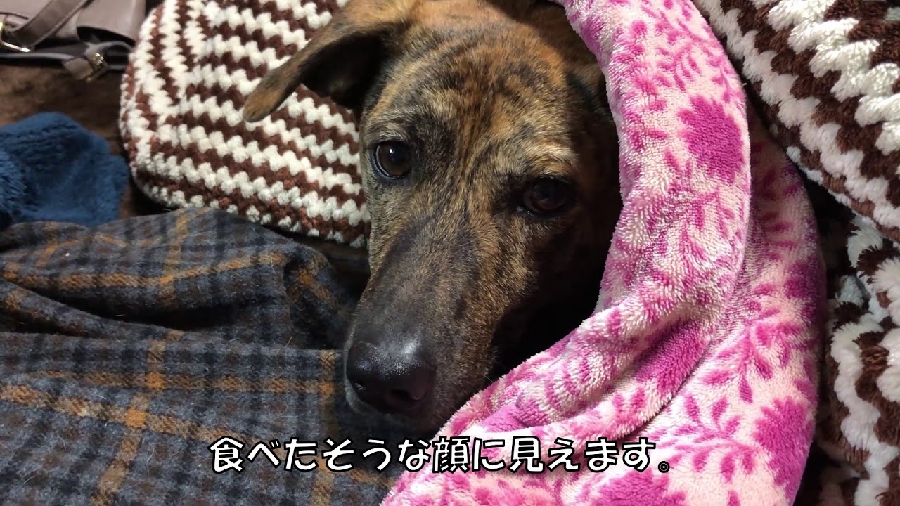 コタツから顔を出しパウンドケーキを狙う元猟犬