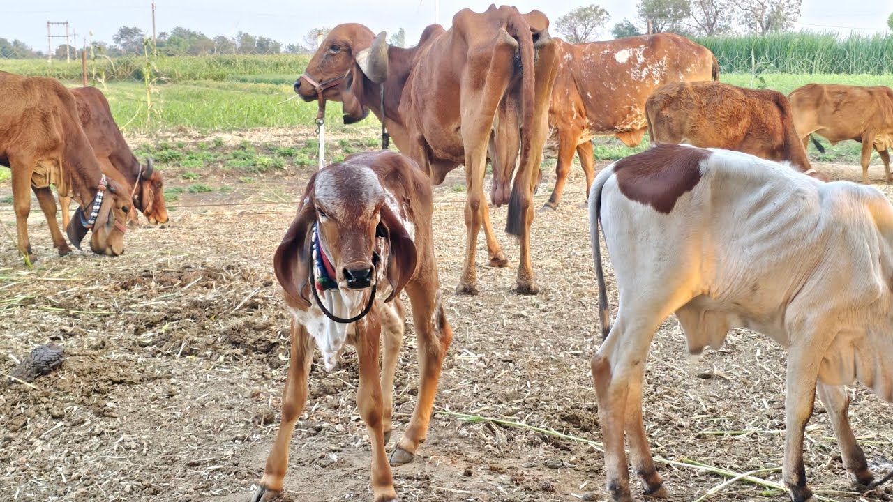 Some guest visit Our Gaushala Gircow, Heifers and small calf , farm , સૌરાષ્ટ્ર,  ભાવનગર, ગુજરાત
