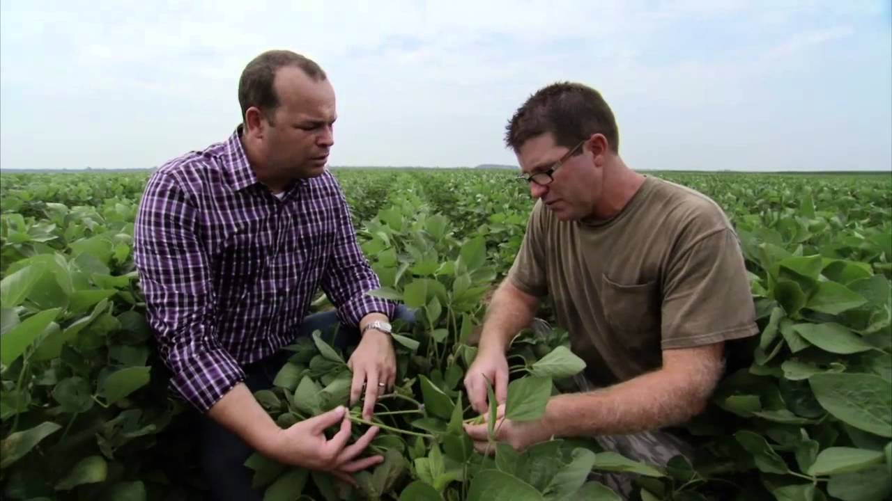 Illinois Soybean Farm - America's Heartland