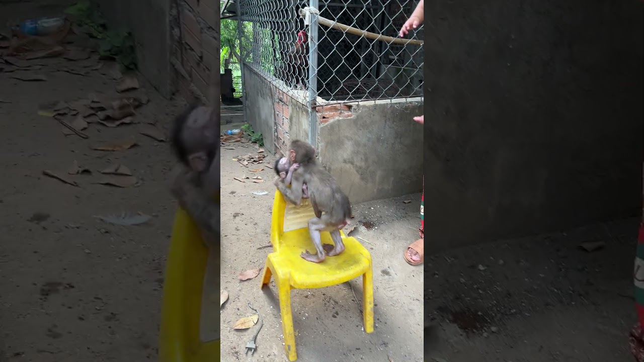 MInea Is The Best Mom #monkey #babymonkey #cute