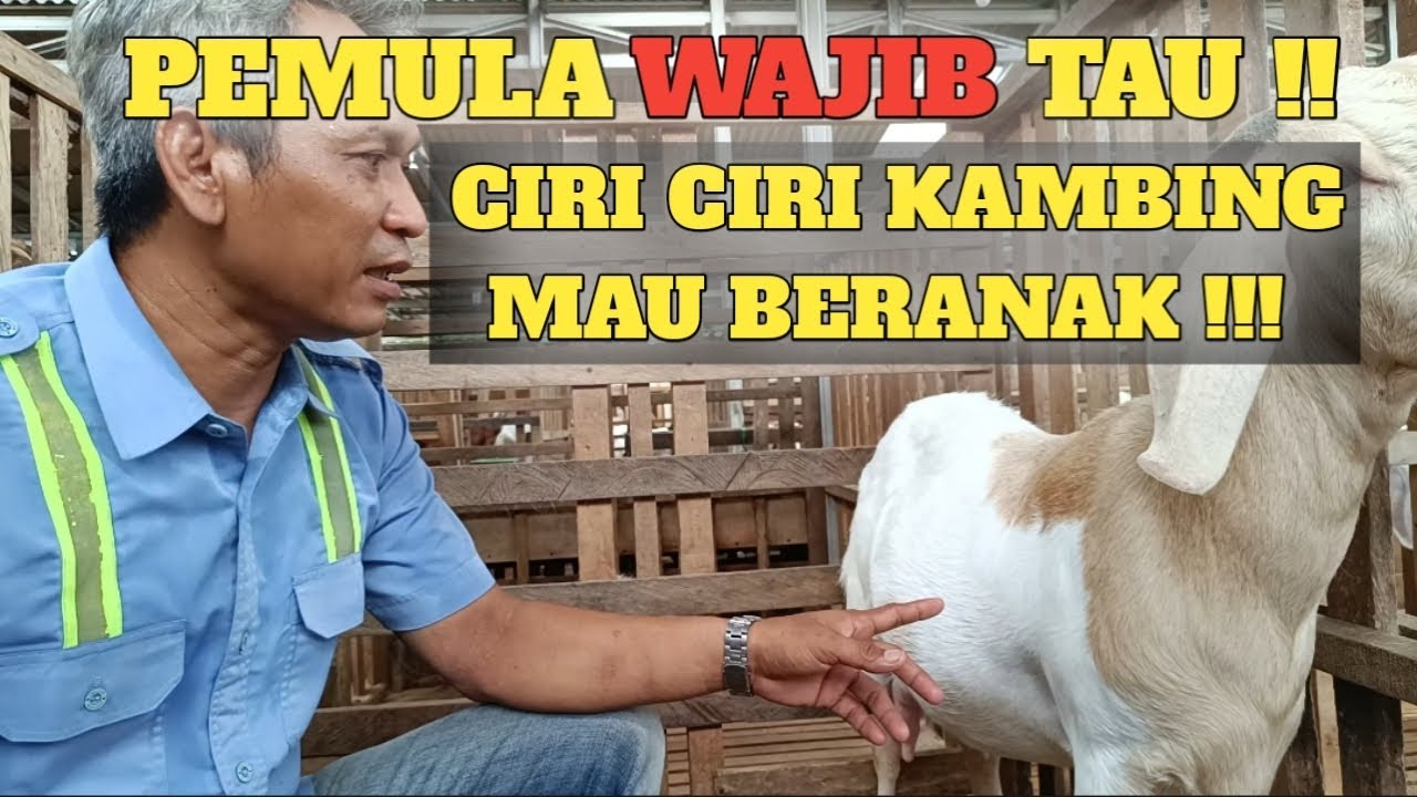 PENTING !!?!! INI CIRI CIRI KAMBING MAU BERANAK!!
