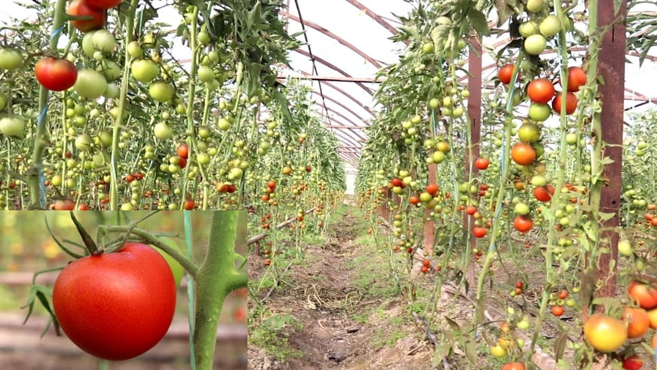 УЗИНГИЗ ИШЛАМАСДАН 1 КВАРТАЛДА 50 МЛН ДАРОМАД