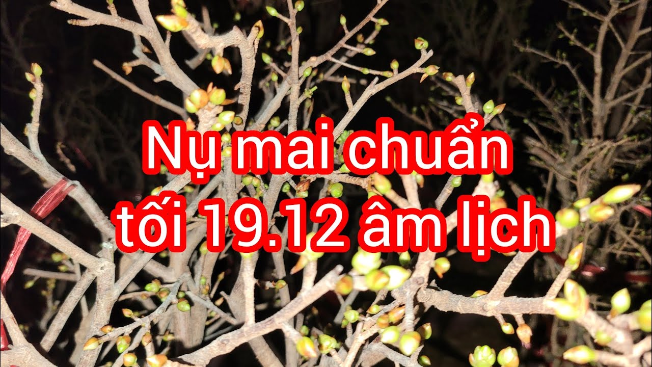 Xem nụ hoa chuẩn tối 19.12 âm lịch