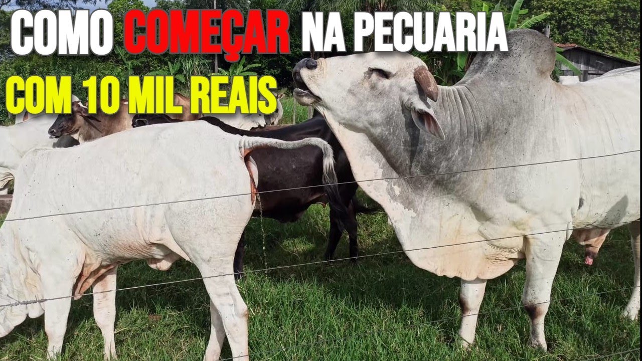 Como COMEÇAR na PECUÁRIA com 10 MIL reais