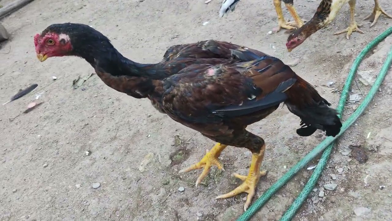 🐔AGORA SIM MOSTRANDO DETALHADAMENTE MEU FRANGO#12
