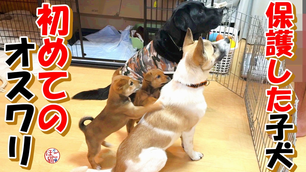 【保護犬  子犬】保護した子犬 初めてのおすわり＋おまけコーナー