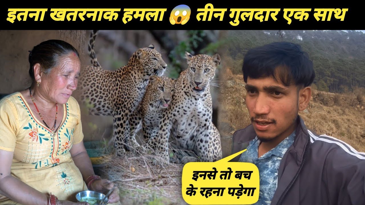 तेंदुए ने हमला किया 😨एक साथ इतने तेंदुए दिखे 😱 मां को खिलाई खटाई बना के #pahadilifestyle 