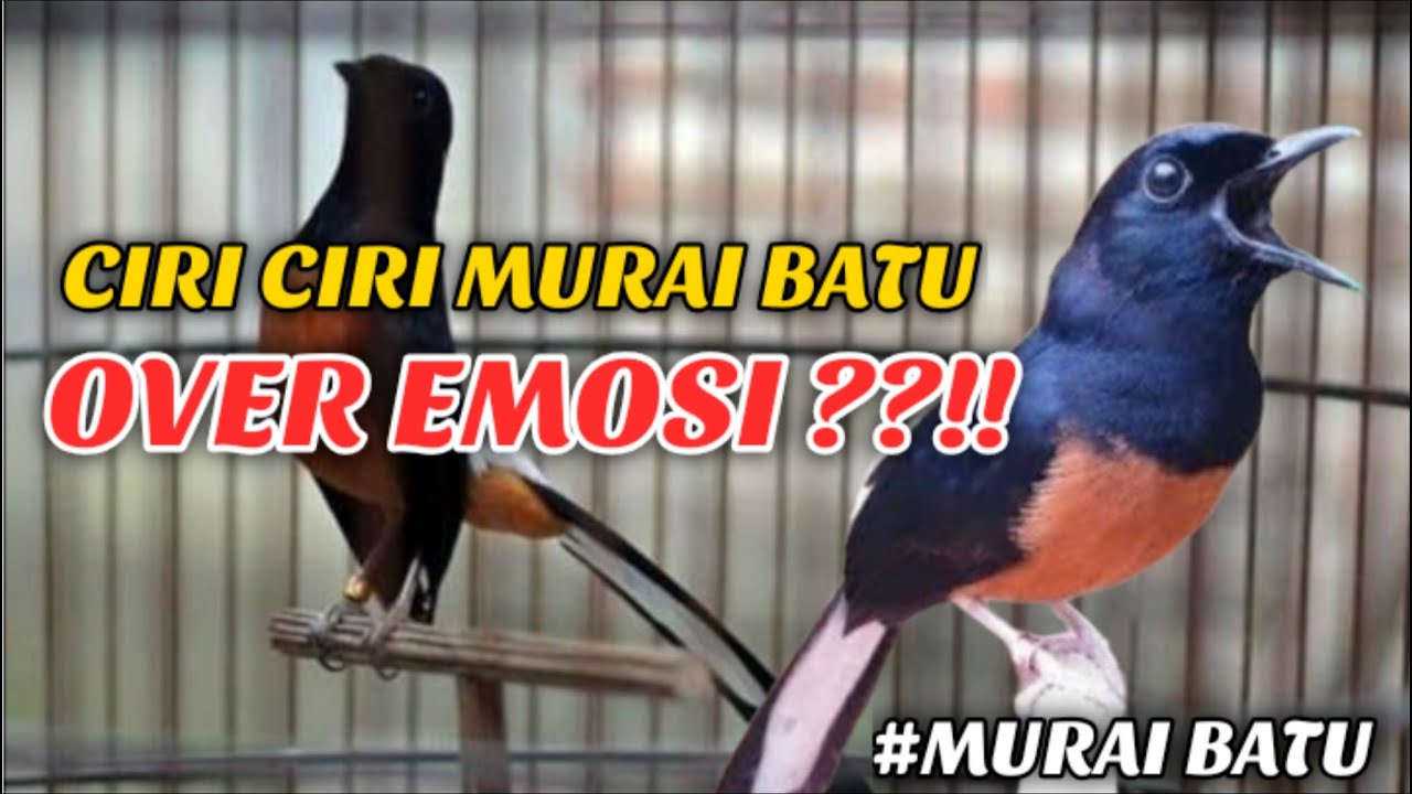 CIRI CIRI MURAI BATU OVER EMOSI