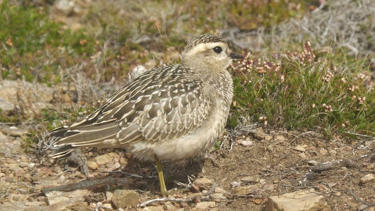 Dotterel. St Agnes Head. Cornwall.