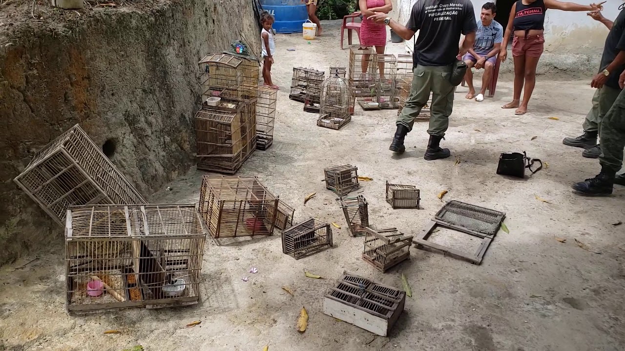 Tráfico e depósito de pássaros na zona da mata alagoana.