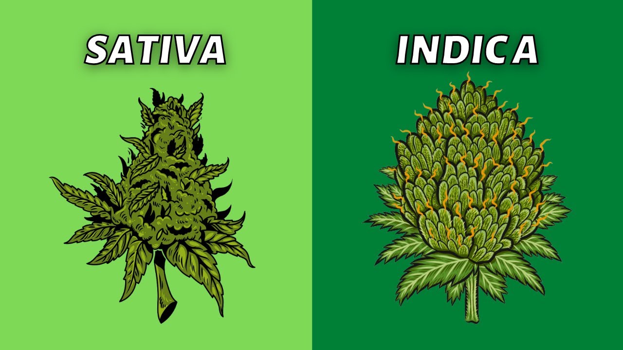 Sativa vs Indica | What&rsquo;s Better?