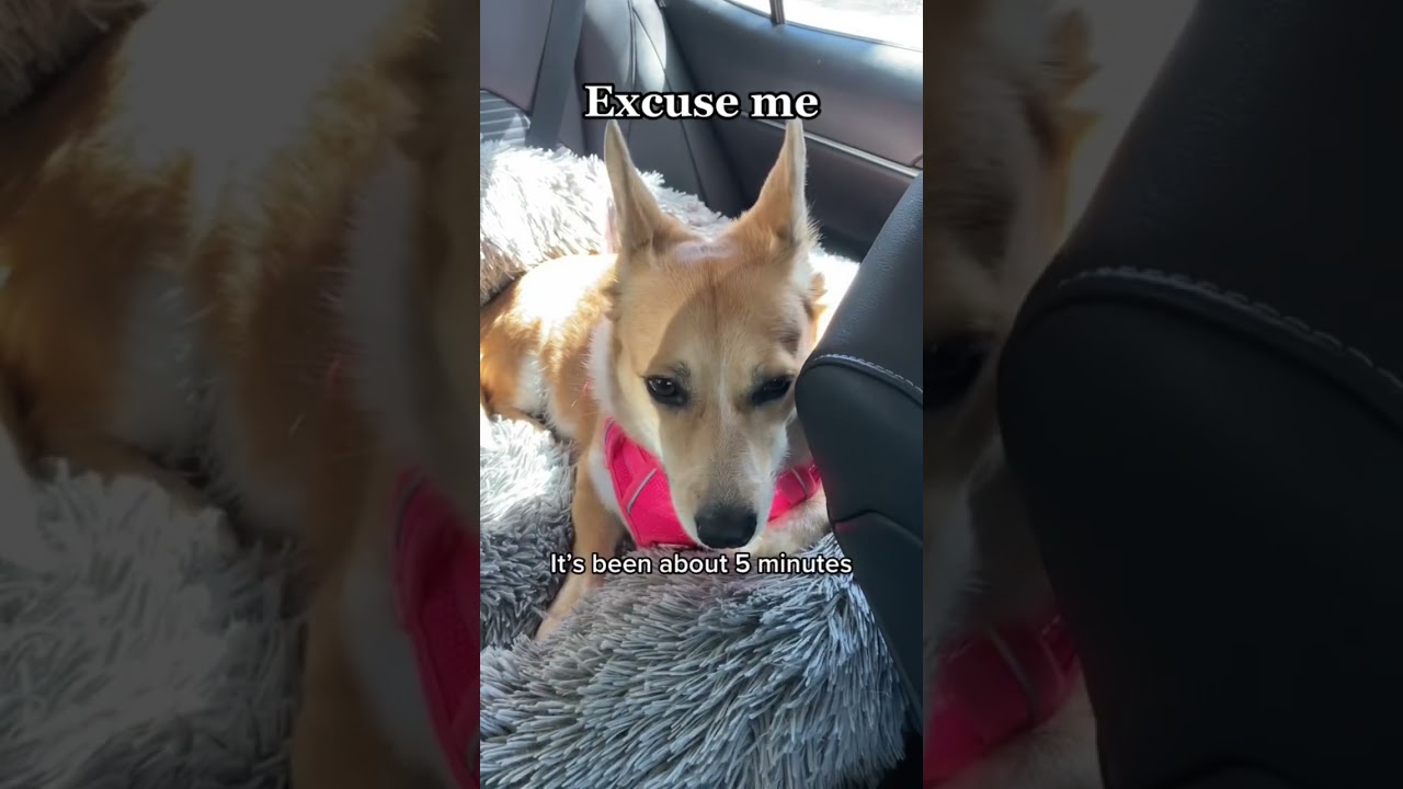 Subscribe for more sassy corgi videos! 🐶 #corgipuppy #corgicrew #corgi #dogmom #dogvideo #corgilife