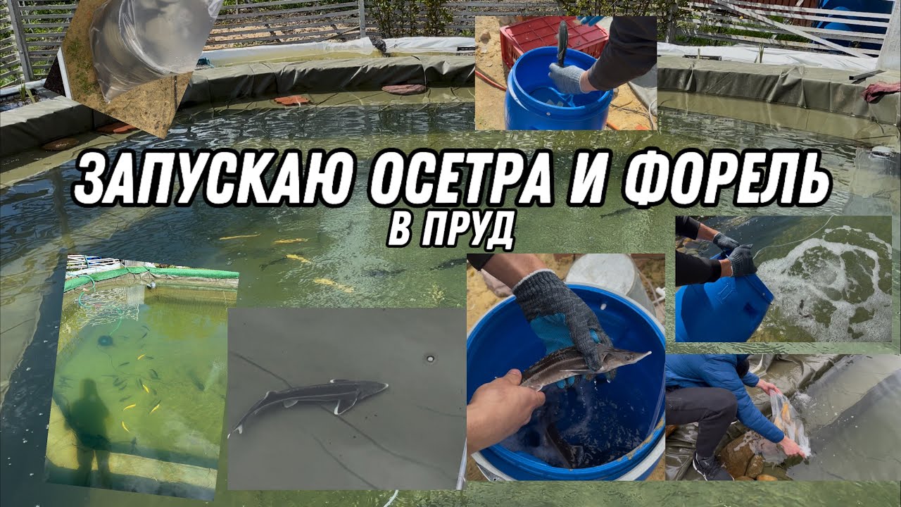 ЗАПУСКАЮ ОСЕТРА И ФОРЕЛЬ В ПРУД