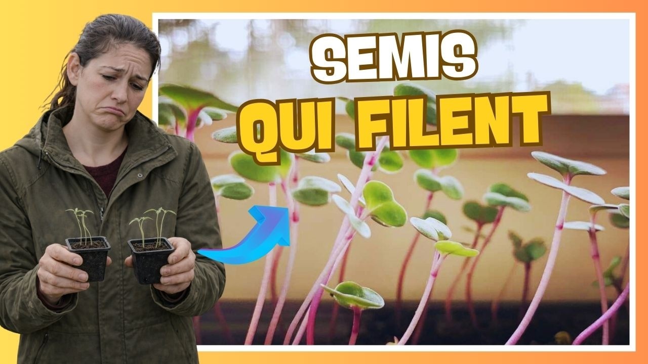 🌱 Semis qui filent : le vrai problème n’est pas (que) la lumière