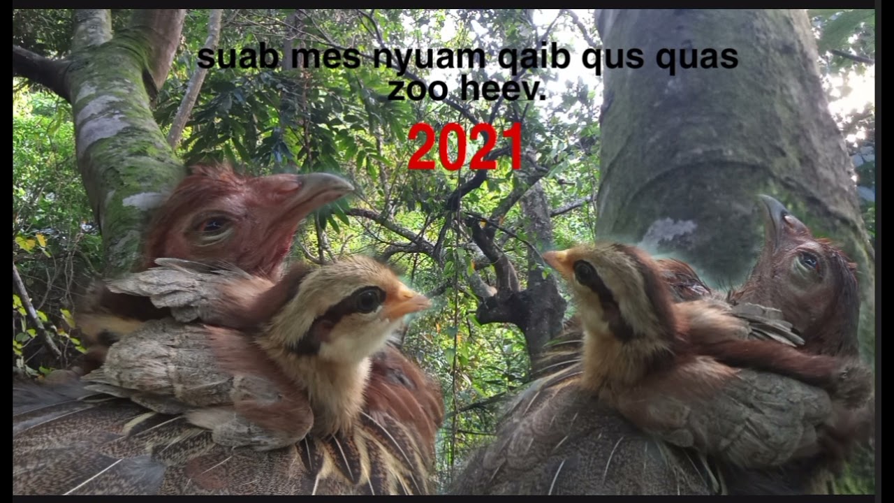 suab mes nyuam qaib qus quas zoo heev/100%