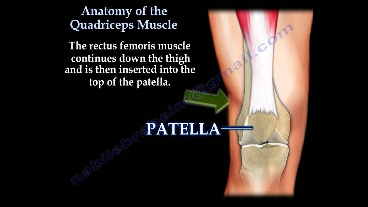 Anatomy Of The Quadriceps - Everything You Need To Know - Dr. Nabil Ebraheim