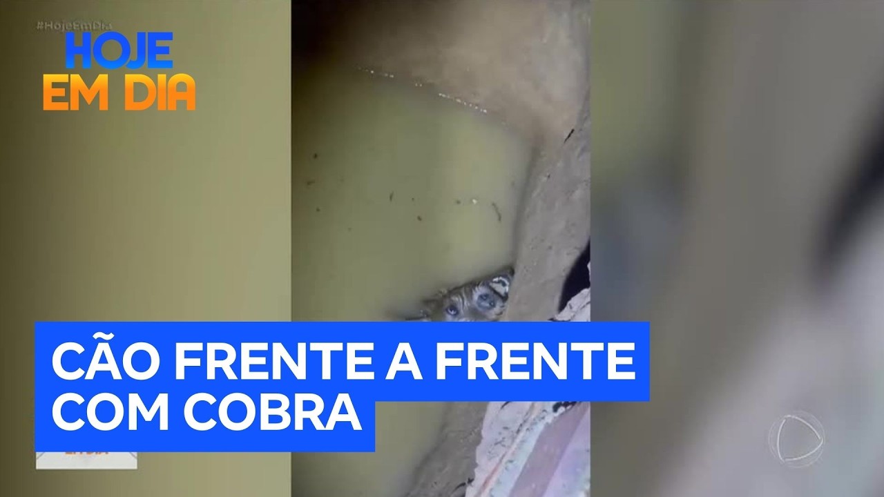 Cachorro é resgatado de poço após cair e ficar frente a frente com cobra no ES