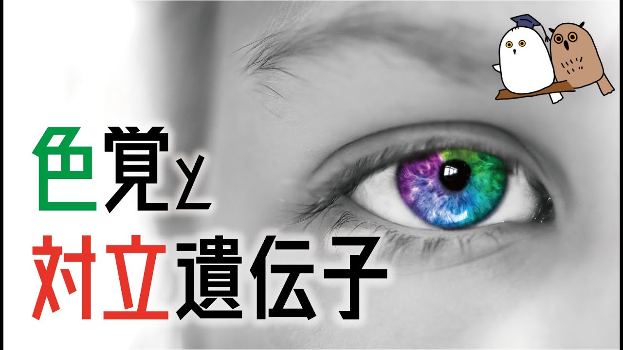 【ゆっくり解説】男女で色覚がちがう？ 遺伝の仕組み【科学 / 遺伝子】