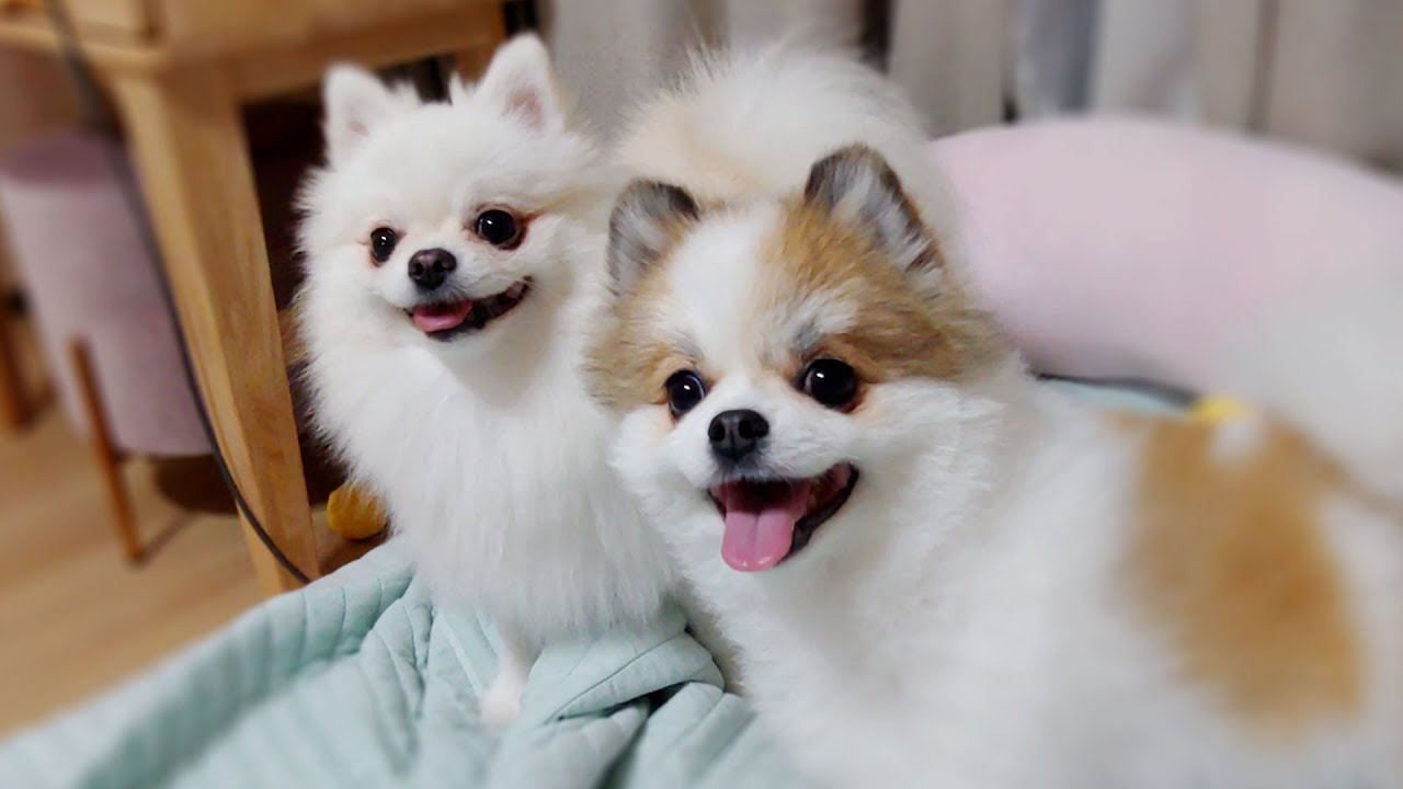 귀여움 보장하는 영상 🐥 우주속 소녀의 네모난 행성 ｜ The Two Cute Pomeranians