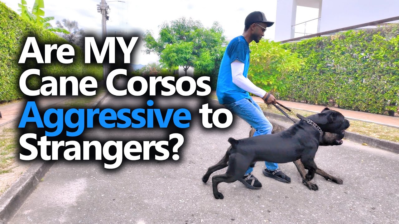 Is My Cane Corso Aggressive to Strangers? 😱 TRUTH Caught on Video