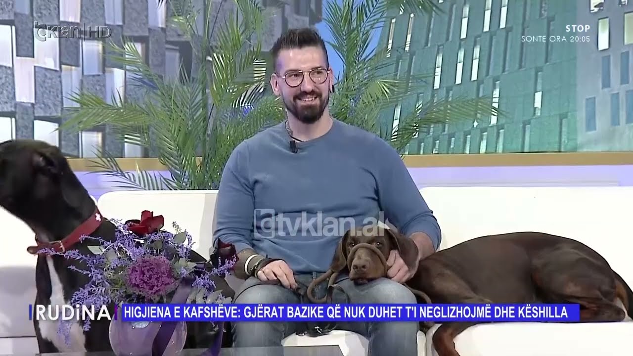 Sterilizimi i qenve, veterineri: Është sugjerimi më i mirë për shëndetin dhe sjelljen e tyre