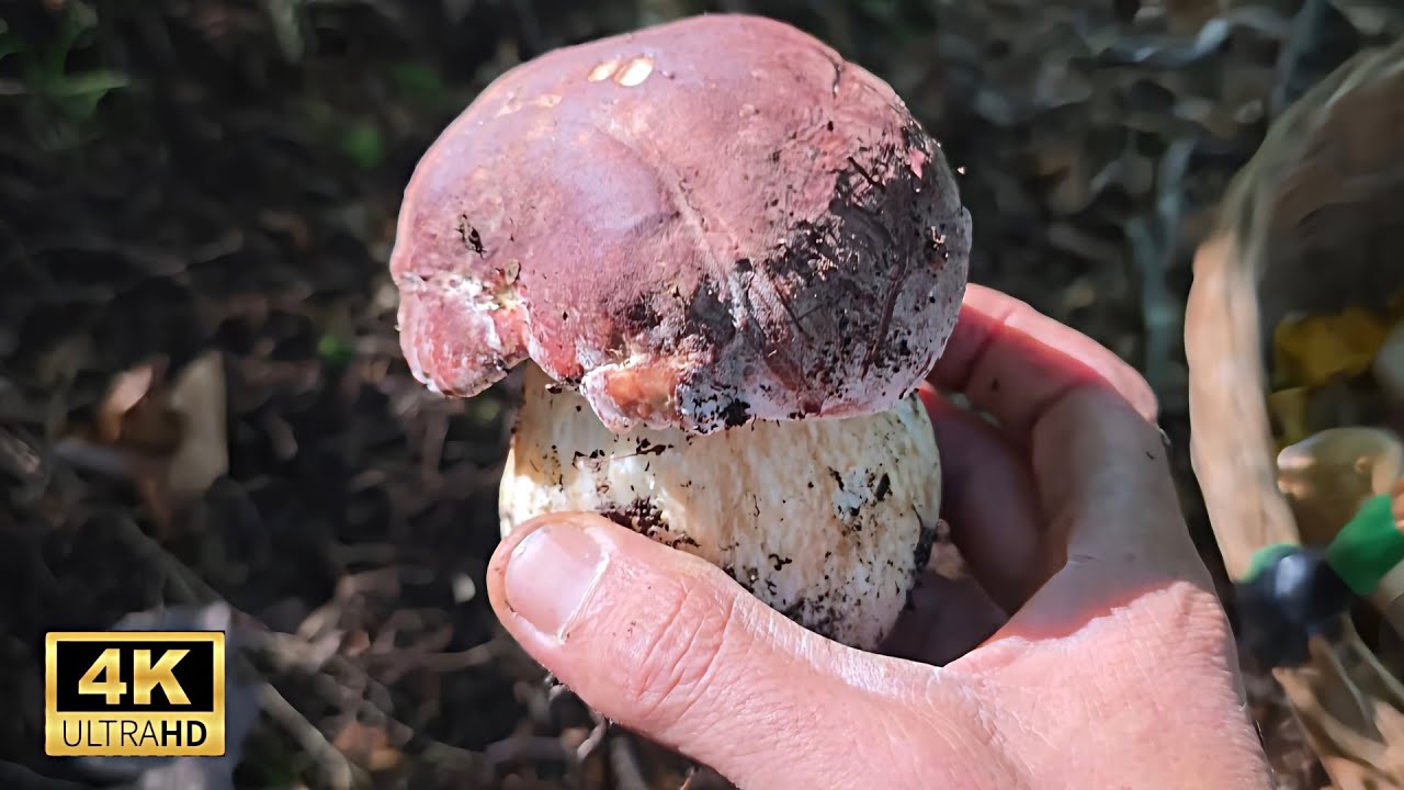 Boletus pinícola y Rebozuelos.4/10/2025 Fructificación otoñal en el Pirineo #mushroom #ripolles